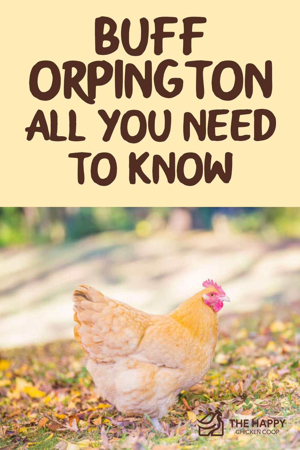 Buff Orpington All You Need To Know