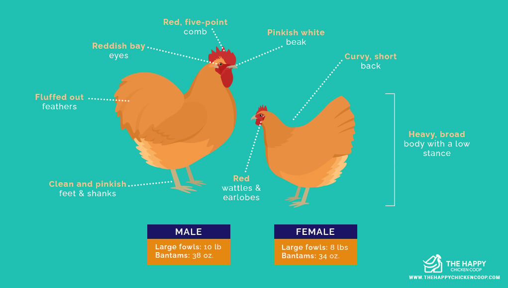 Buff Orpington 