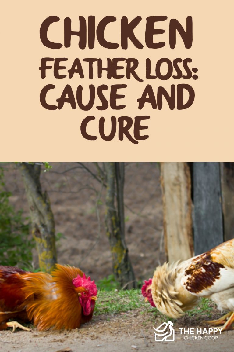 Chicken Feather Loss Cause and Cure
