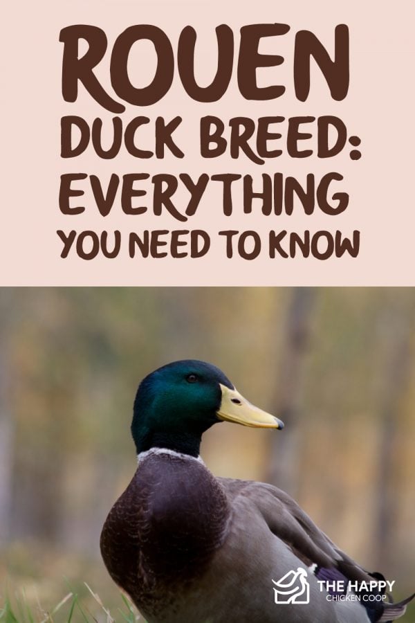 Rouen Duck Breed: Everything You Need To Know