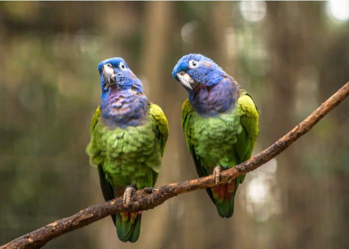 Pionus Parrots companion Birds