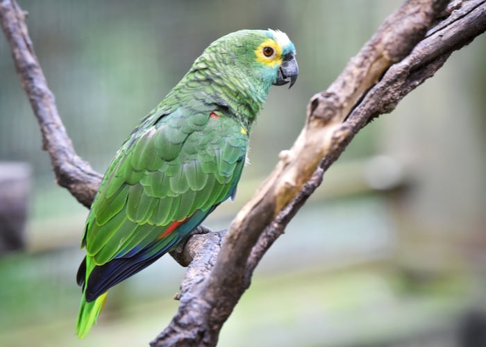 Amazon Parrots companion pets