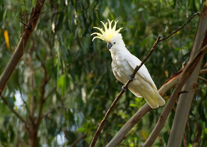 Cockatoo