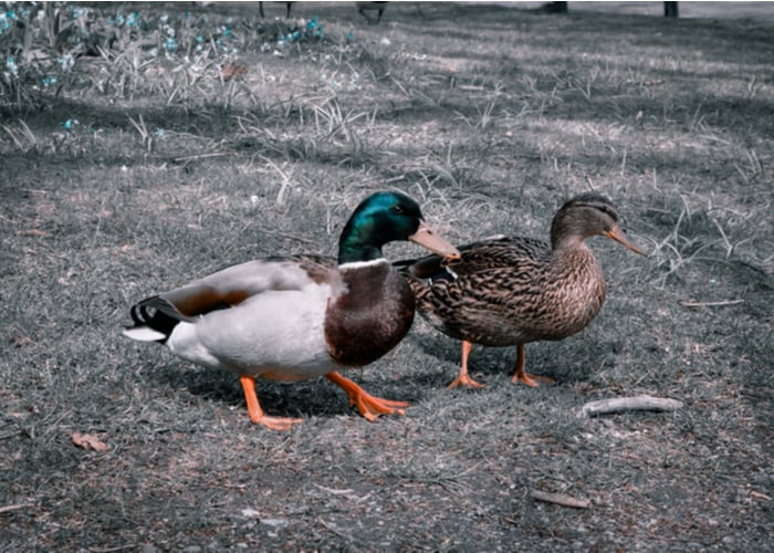 Rouen - Non-Industrial Duck - The Livestock Conservancy