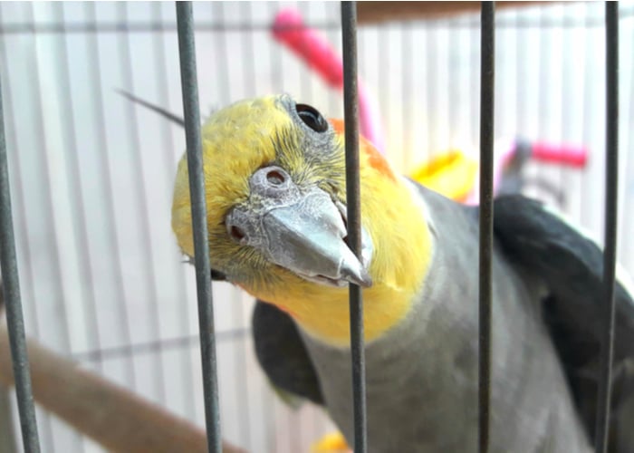 Companion Birds Cockatiel