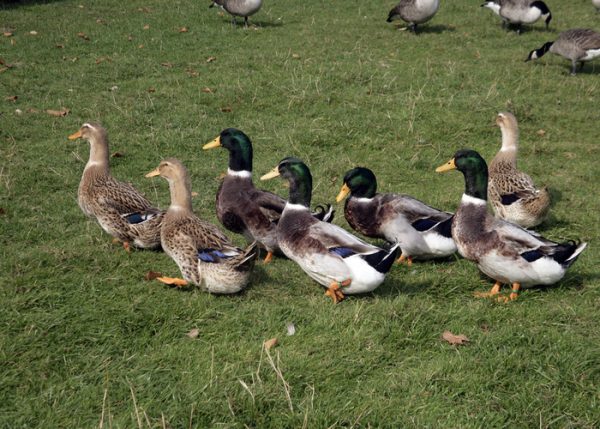 Rouen Duck Breed: Everything You Need To Know