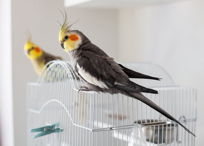 Cockatiels pet bird