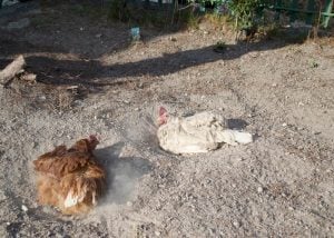 Diatomaceous Earth and chickens