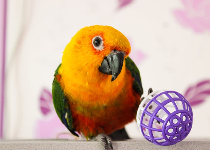 Conures companion birds