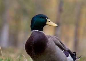 Rouen Duck Breed: Everything You Need To Know