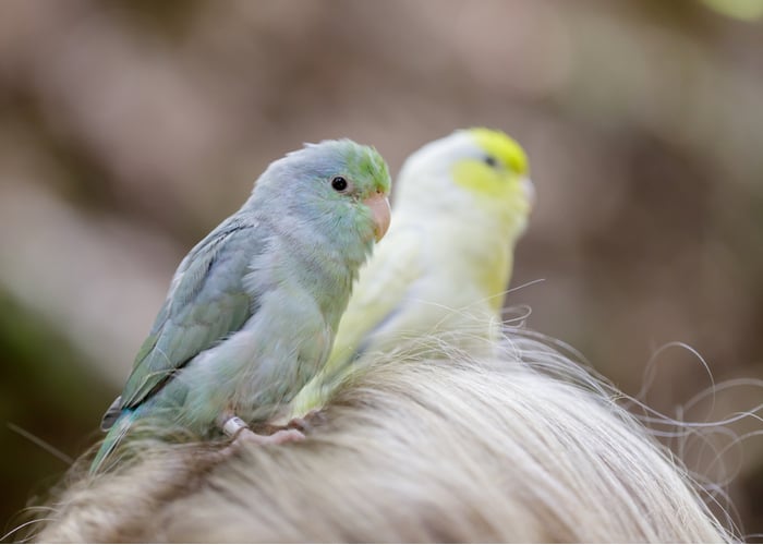 Parrotlet