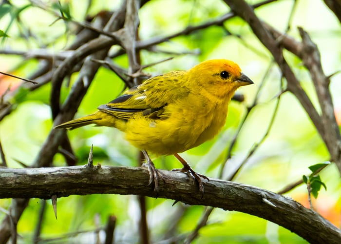 Canary pet bird