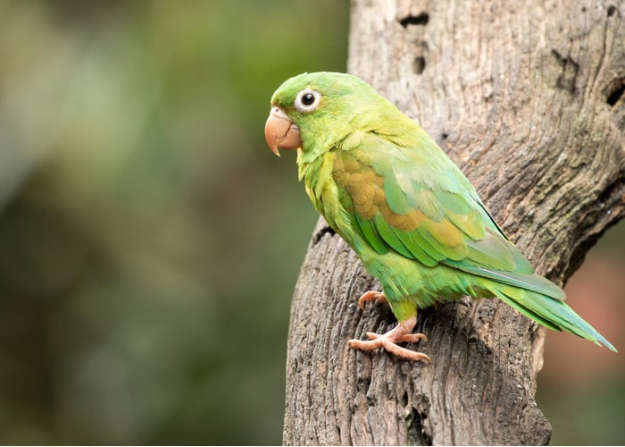 Parakeets pet bird