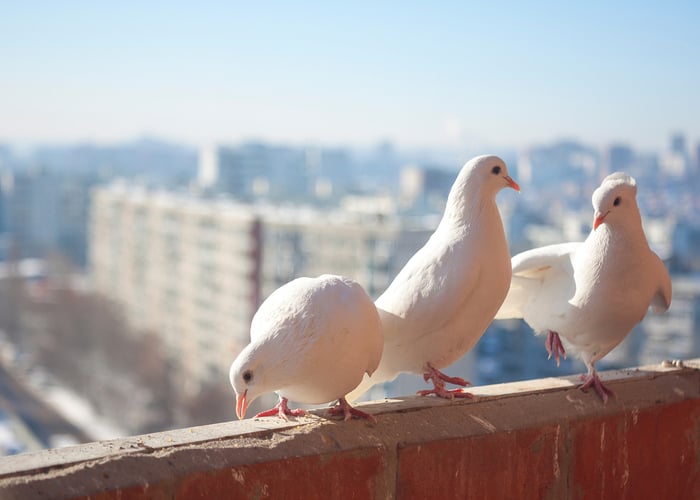 Companion Birds Dove