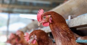 Diatomaceous Earth and chickens