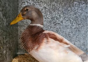 Abacot Duck Breed