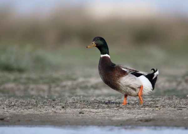 Rouen Duck Breed: Everything You Need To Know