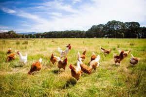 Diatomaceous Earth and chickens