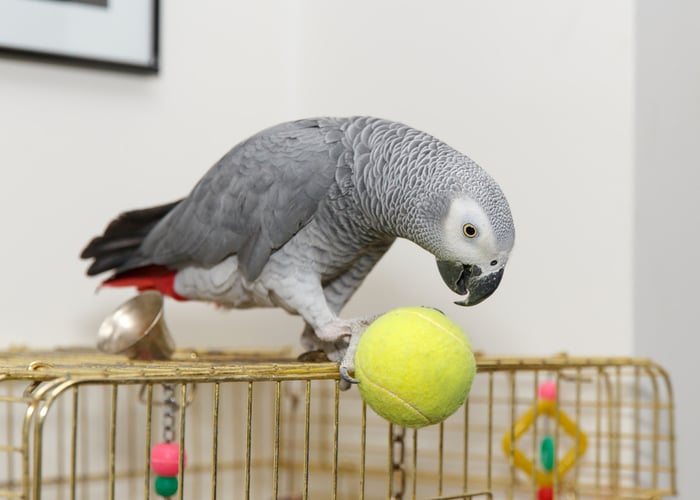 African Grey pet bird