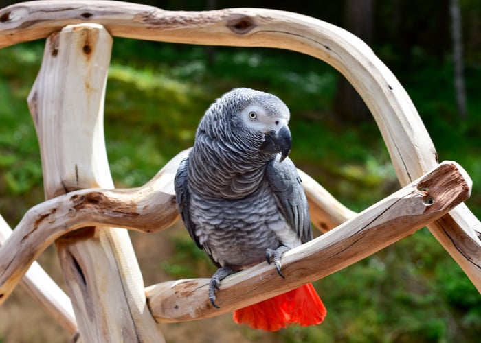 African Gray Parrot Companion Birds