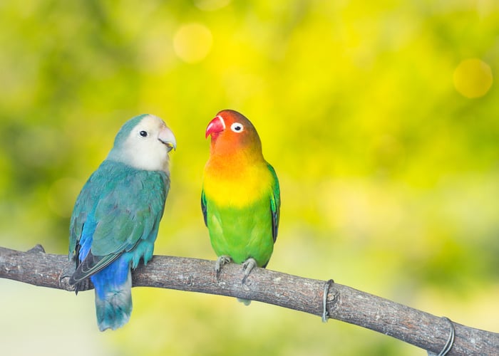 Lovebird Companion Bird