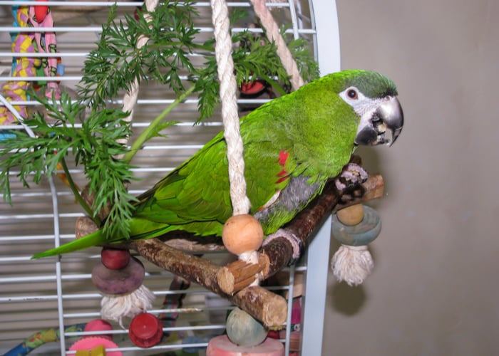 Hahn’s Macaw  companion bird