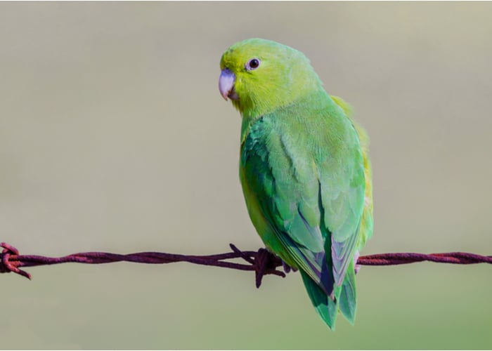 Parrotlets pet bird