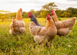 Diatomaceous Earth and chickens