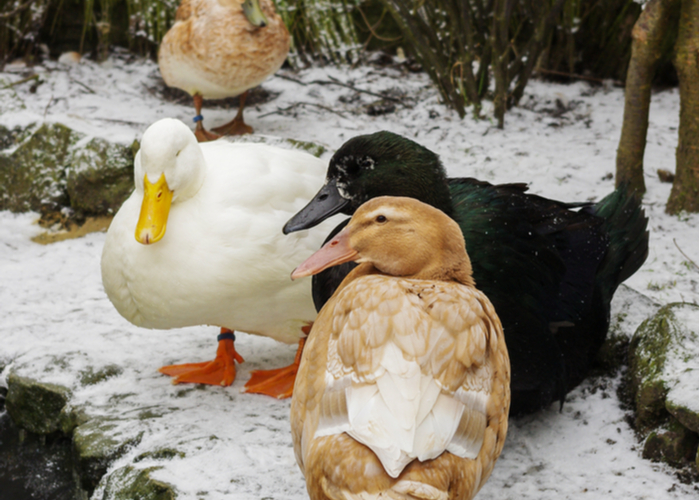 Abacot Ranger Duck Breed: Everything You Need To Know