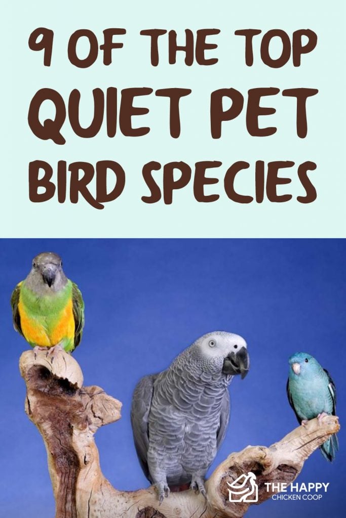 Quiet Pet Bird 