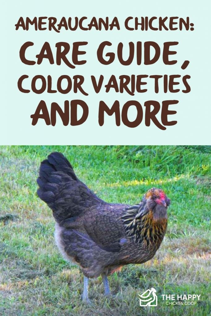 Ameraucana Chicken- Care Guide, Color Varieties and More 