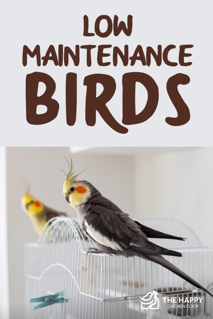 Low-Maintenance Birds