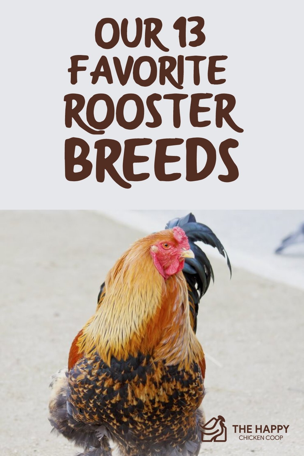 Rooster Breeds