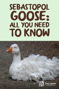 Sebastopol Goose