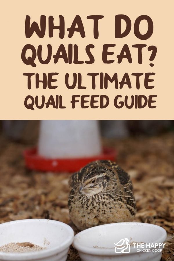 What Do Quails Eat? The Ultimate Quail Feed Guide