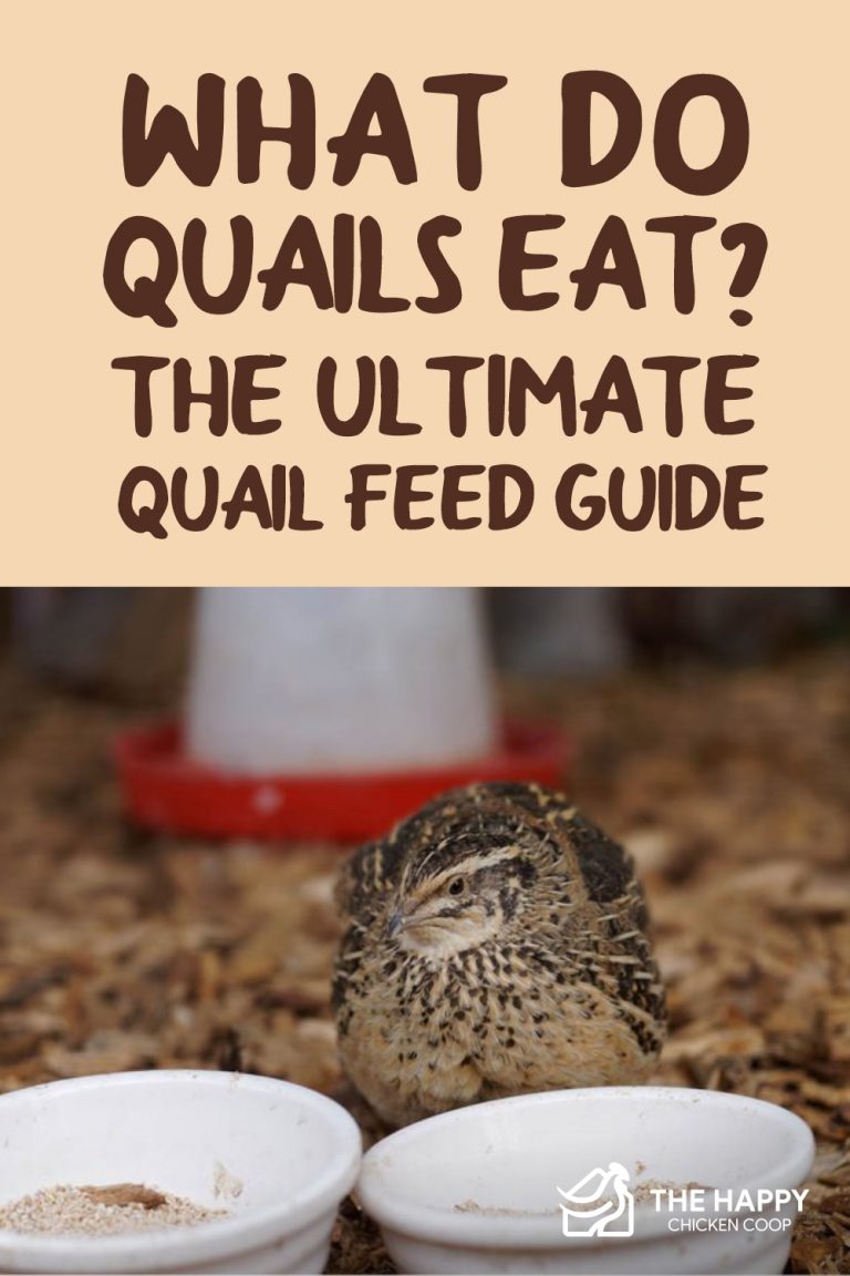 Photo inspiration: Visual Reference: What Do Quails Eat The Ultimate Quail Feed Guide