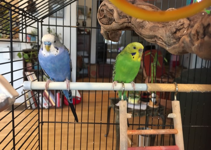 Parakeets