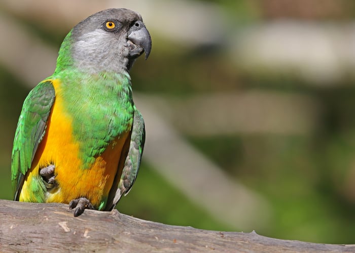 Senegal Parrot