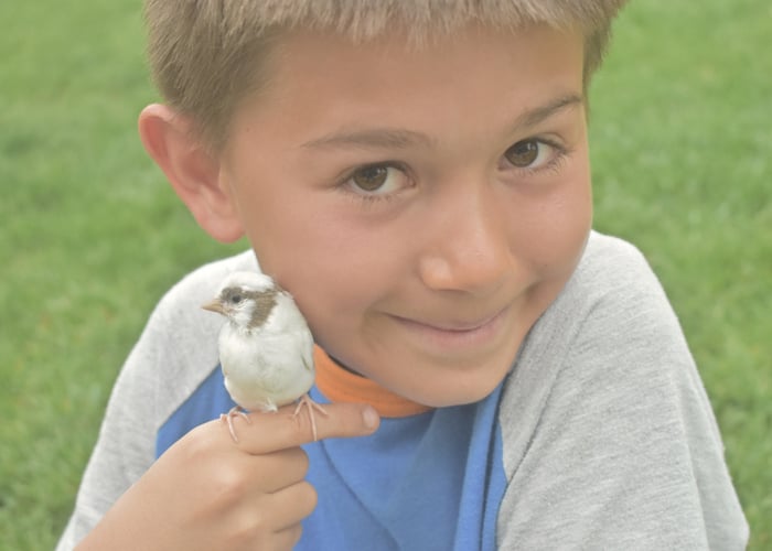 pet bird and children finch