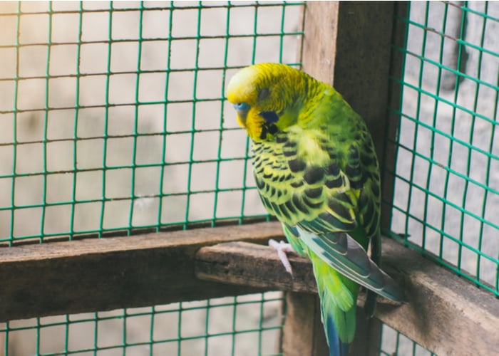 Parakeets