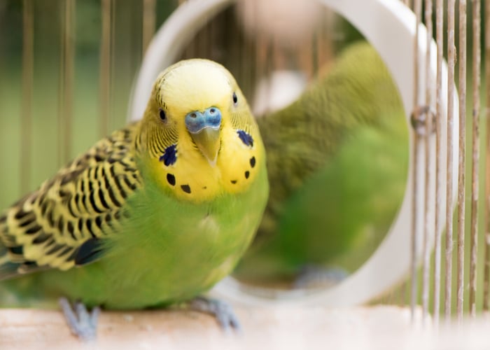 Budgies low-maintenance birds