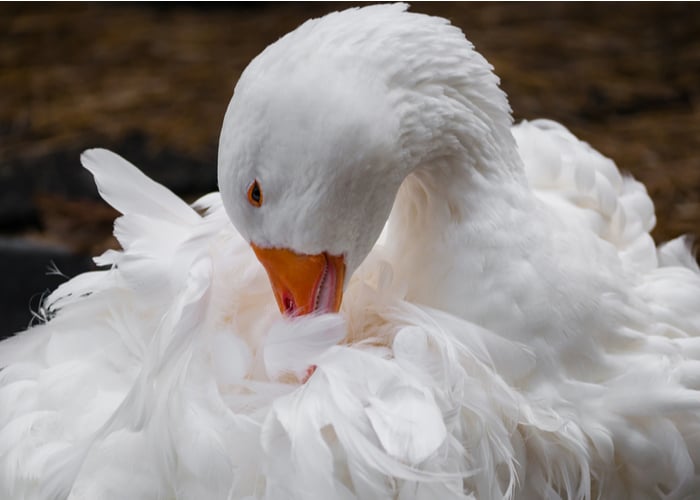 Sebastopol Goose