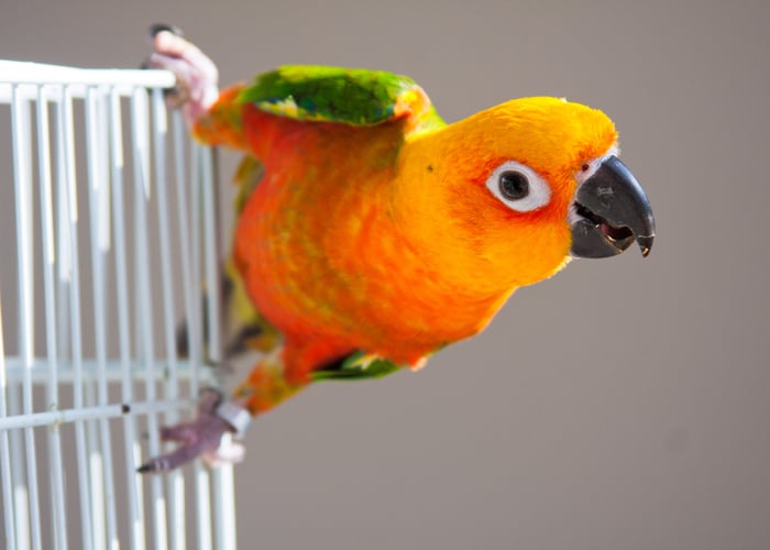 tricks to teach your bird