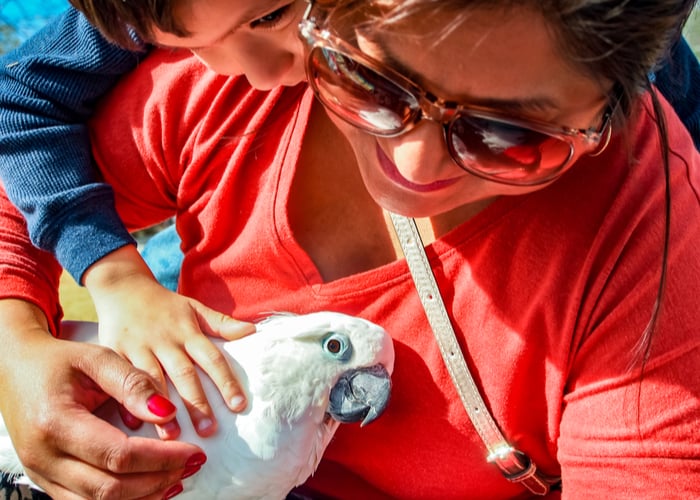 pet bird and children Cockatoo