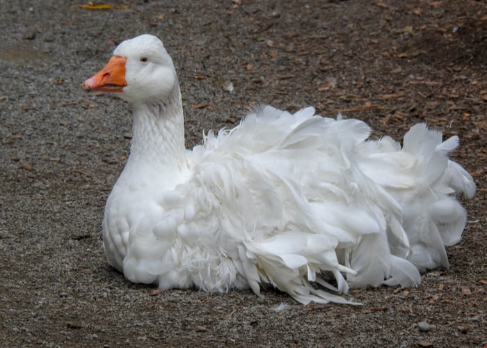 Sebastopol Goose