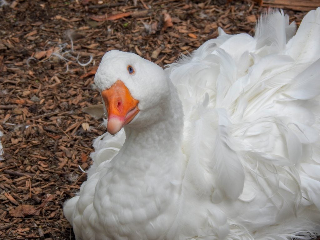 Sebastopol Goose