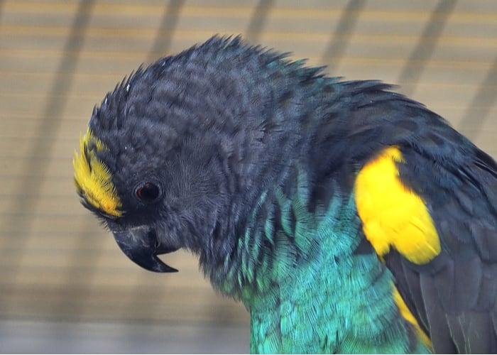 pet birds and children Meyer’s Parrot