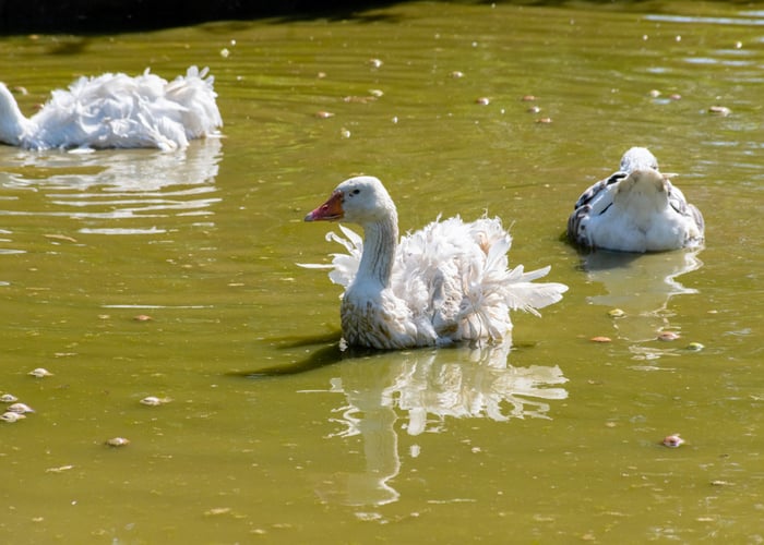 Sebastopol Goose