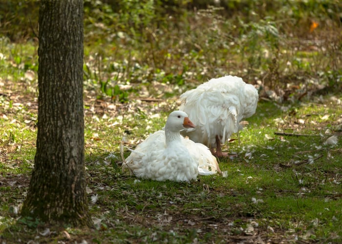 Sebastopol Goose