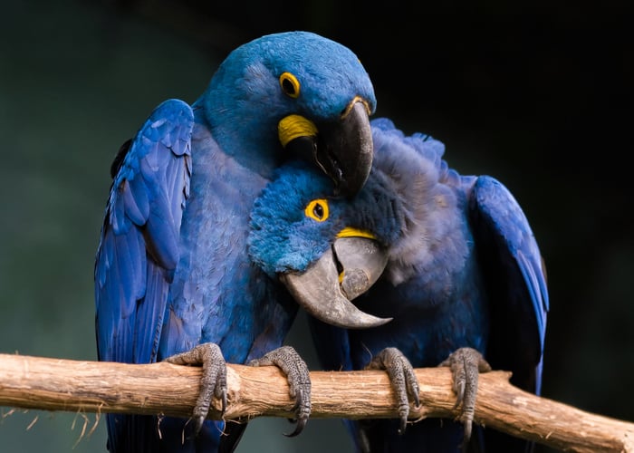 Hyacinth Macaws